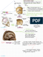 Anatomia 1