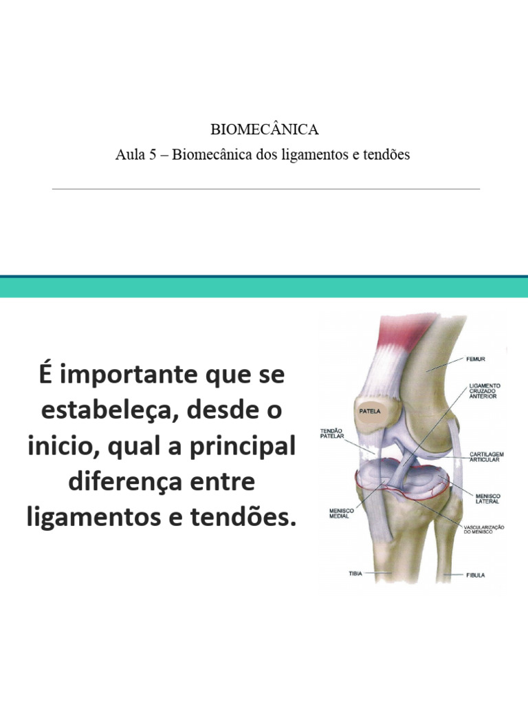 Biomecânica de Ligamentos e Tendões | PDF | Tecido conjuntivo | Colágeno