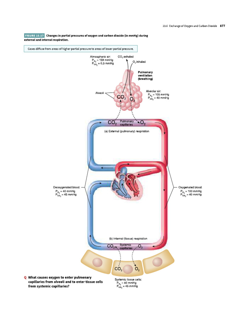 changes-in-partial-pressures-of-oxygen-and-carbon-dioxide-in-mmhg