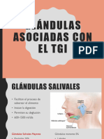 Glandulas Anexas