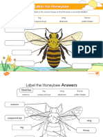 Label A Honeybee Activity Sheet