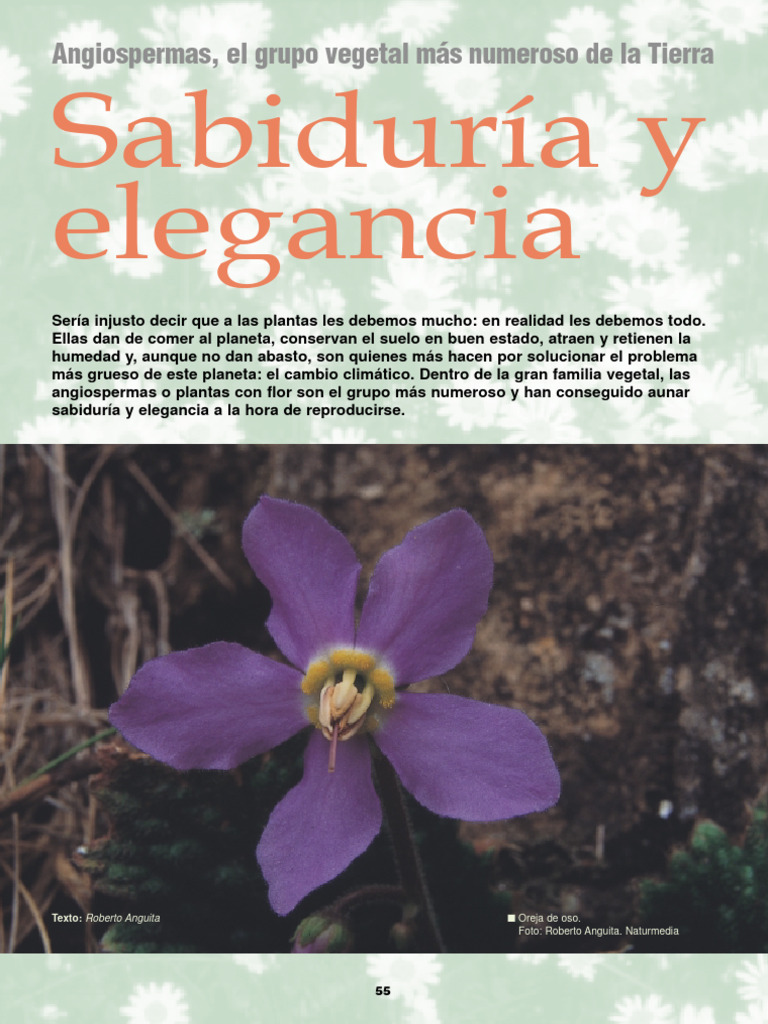 Angiospermas: Diversidad y Polinización | PDF | Plantas | Flores