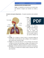 Aparato Respirfatorio