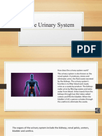 Urinary System - Presentation With Audio