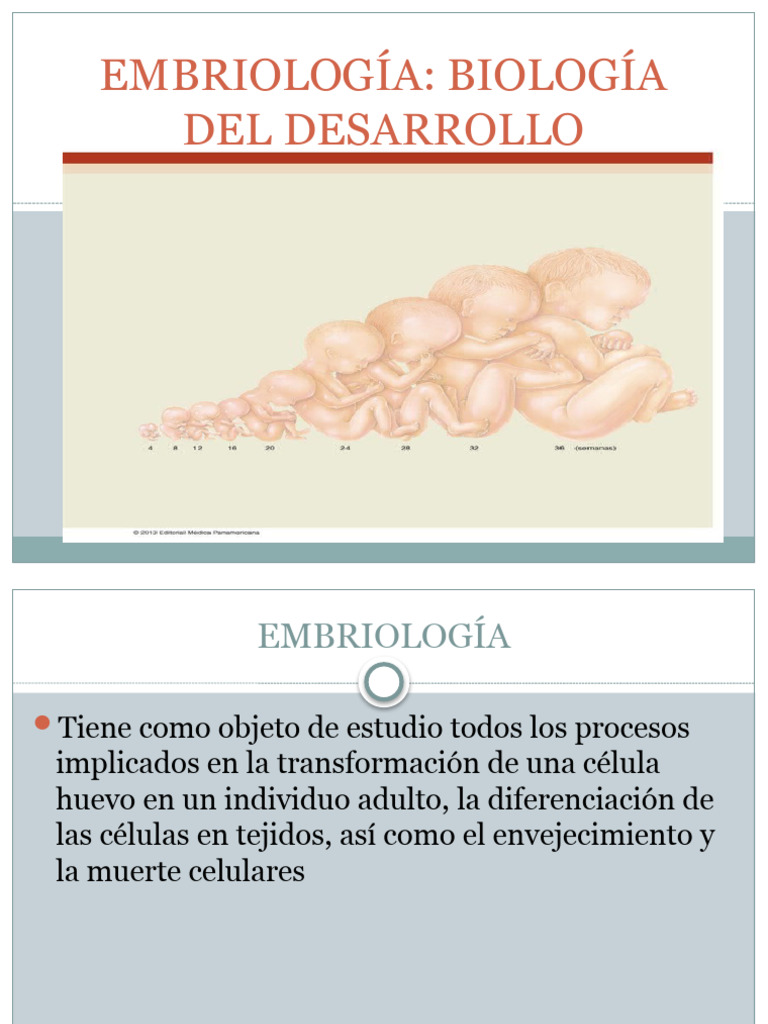 Embriología: Segmentación y Morfogénesis | PDF | Ciencias sociales