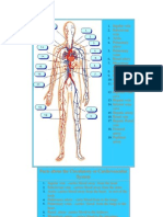 Facts About The Circulatory or Cardiovascular System