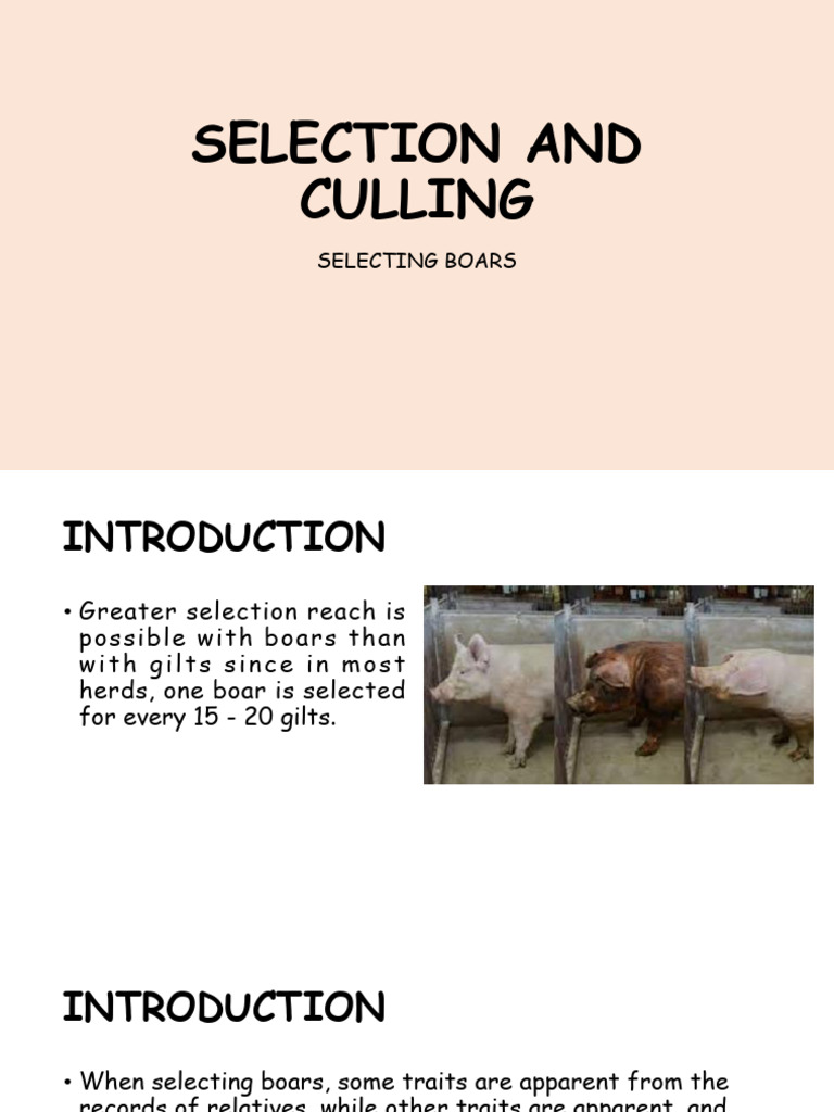 Selecting Ideal Breeding Boars | PDF | Pig | Heritability