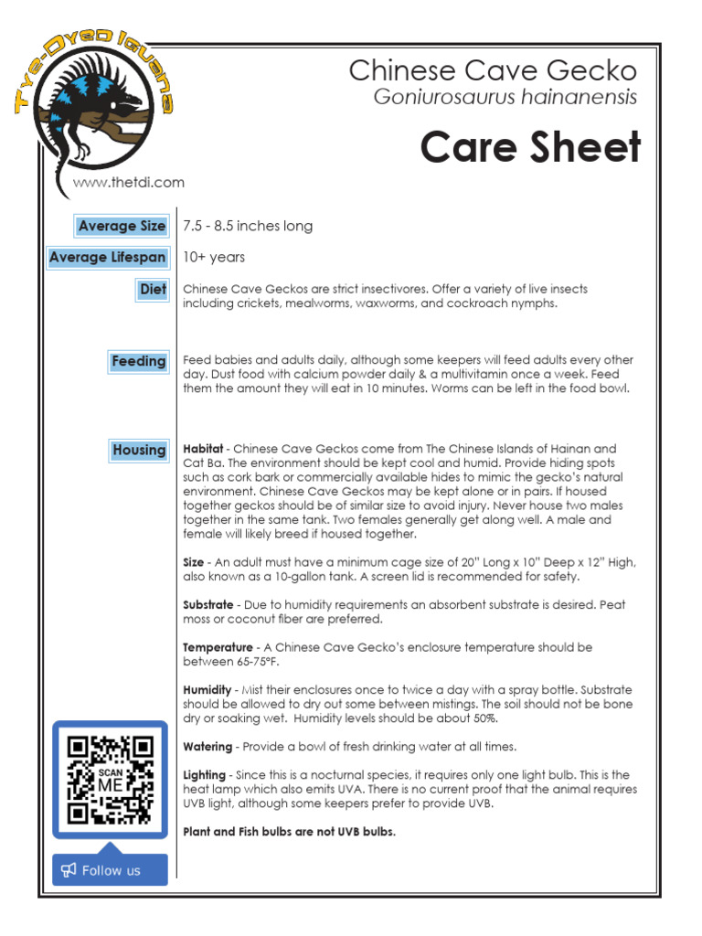 chinese-cave-gecko-care-sheet-wiki-reptiles-amino