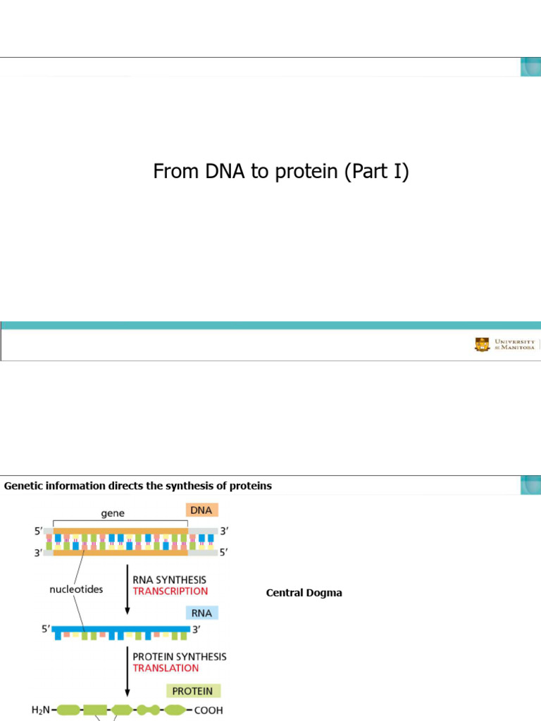 Chapter 7 Part I - BIOL2520-2 | PDF | Rna | Messenger Rna