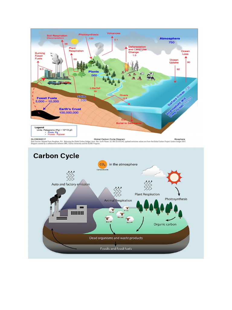 Carbon Cycle Pdf