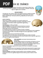 Endobase y Exobase | PDF | Cráneo | Cabeza y cuello humanos