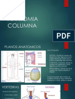 Anatomia Columna