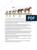 Evolución Del Caballo