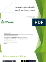 Expresión de Defensina de Rábano en Trigo Transgénico