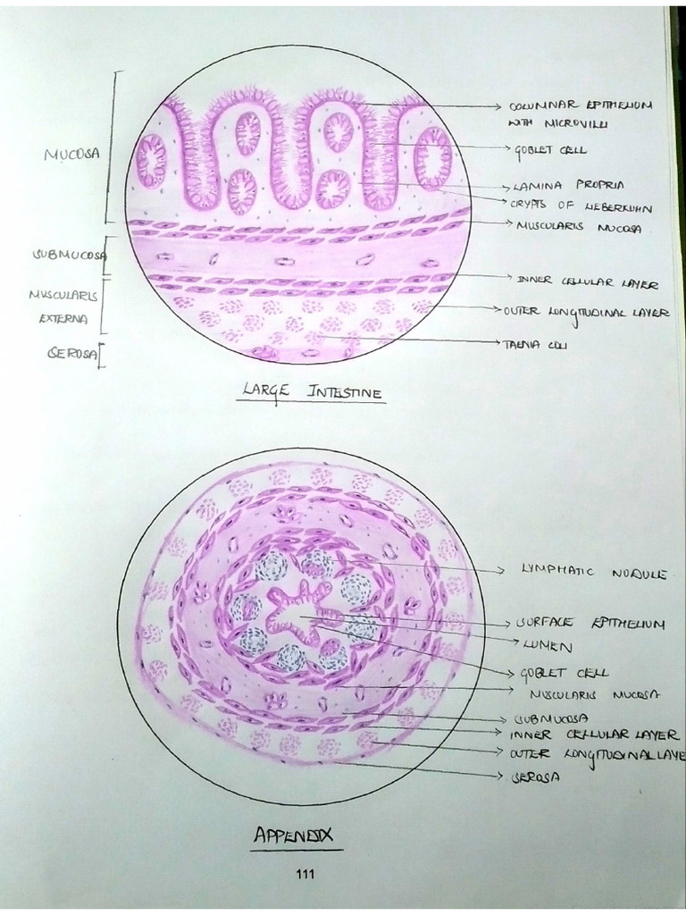 Colon | PDF