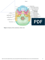 Anatomy of The Cranial Base - Video & Anatomy - Osmosis