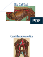 Arterias Pelviano 23