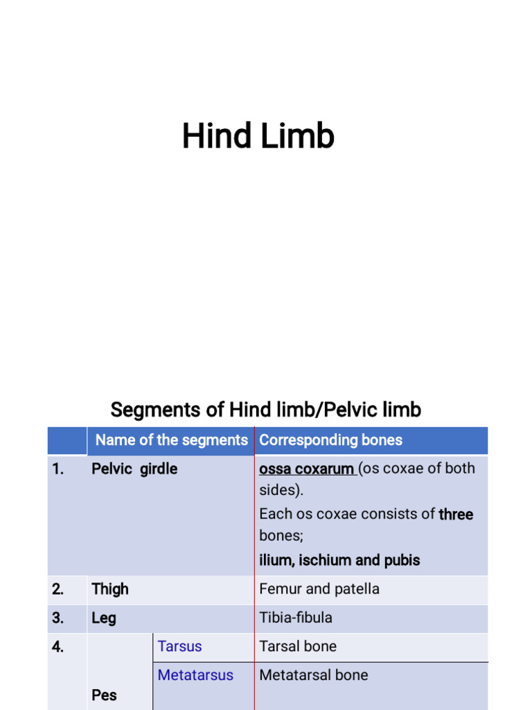 Hindlimb | Download Free PDF | Pelvis | Human Leg