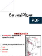 Cervical Plexus
