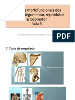 AULA 5 Tipos de Esqueleto