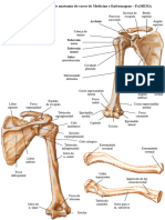 Anatomia MMSS 