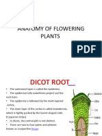 Anatomy of Flowering Plants