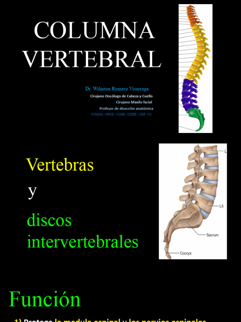 Anatomía y Función de la Columna Vertebral | PDF