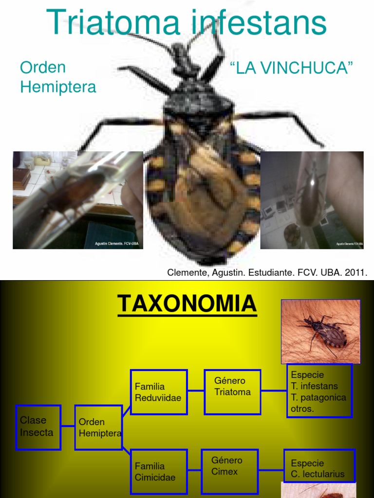 Triatoma Infestans | PDF | Insectos | Insectos y humanos