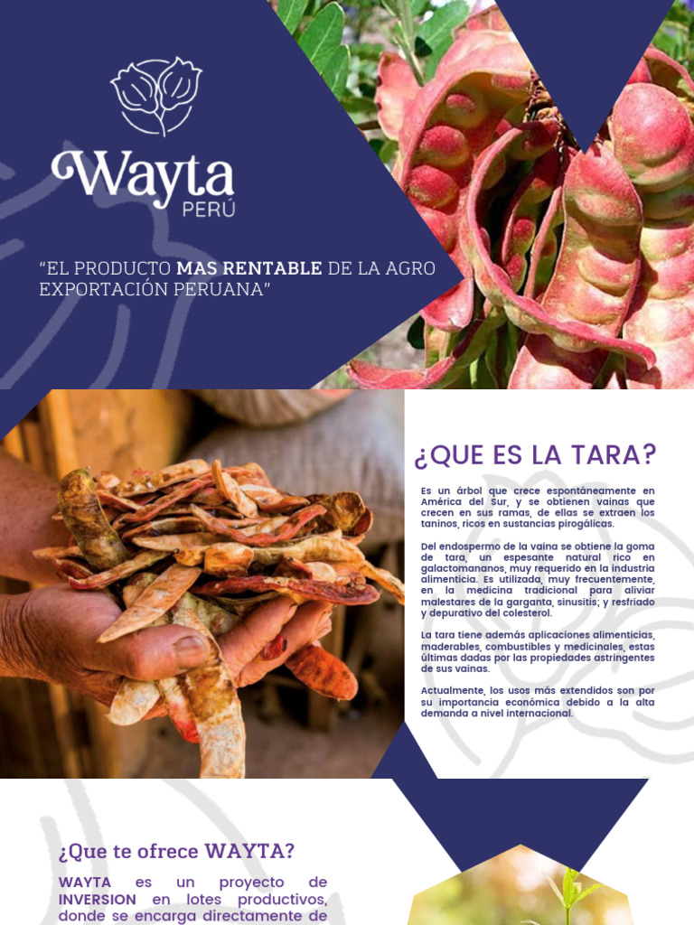 Rentabilidad y Usos de la Tara en Wayta | PDF | Análisis de Riesgo y ...