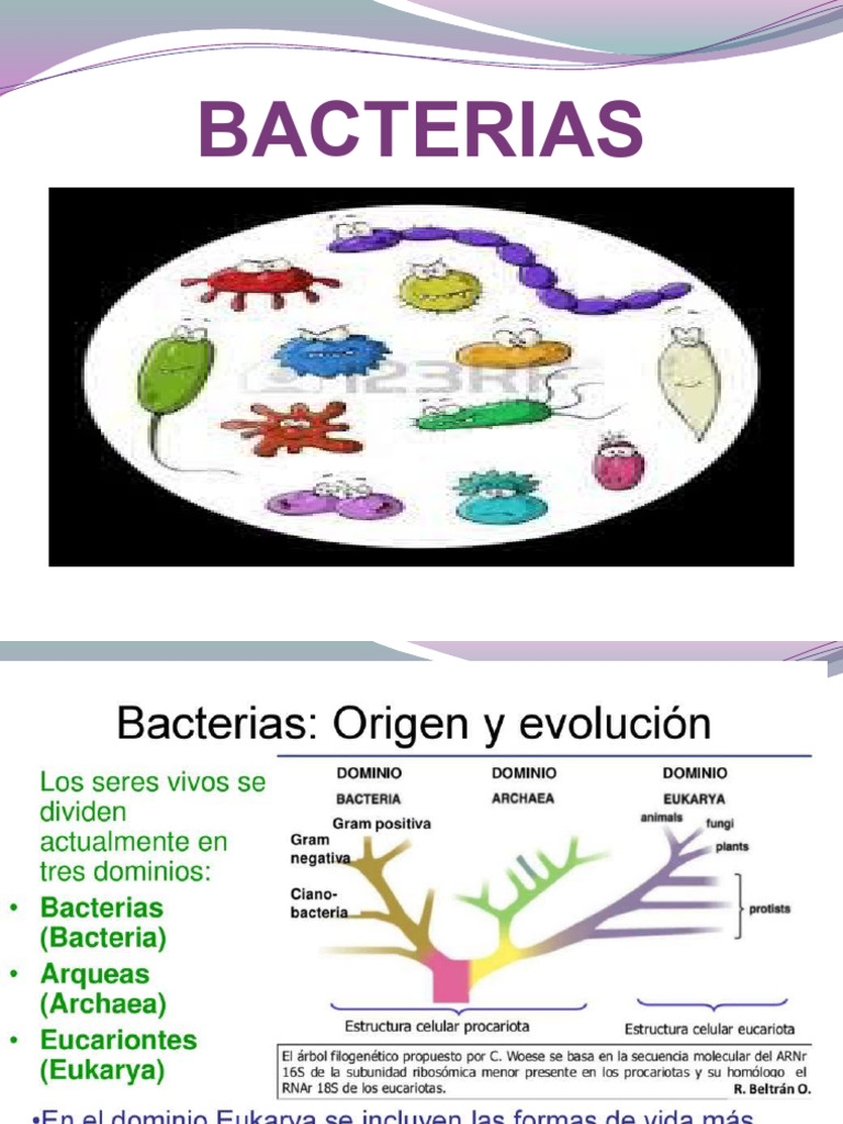 Procariotas 24 | PDF | Las bacterias | Membrana celular