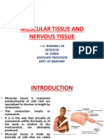 Muscular Tissue and Nervous Tissue
