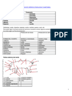 Anatomia y Fisiologia de Cerdos