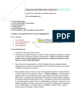 Irrigación E INERVACION Del Miembro Inferior