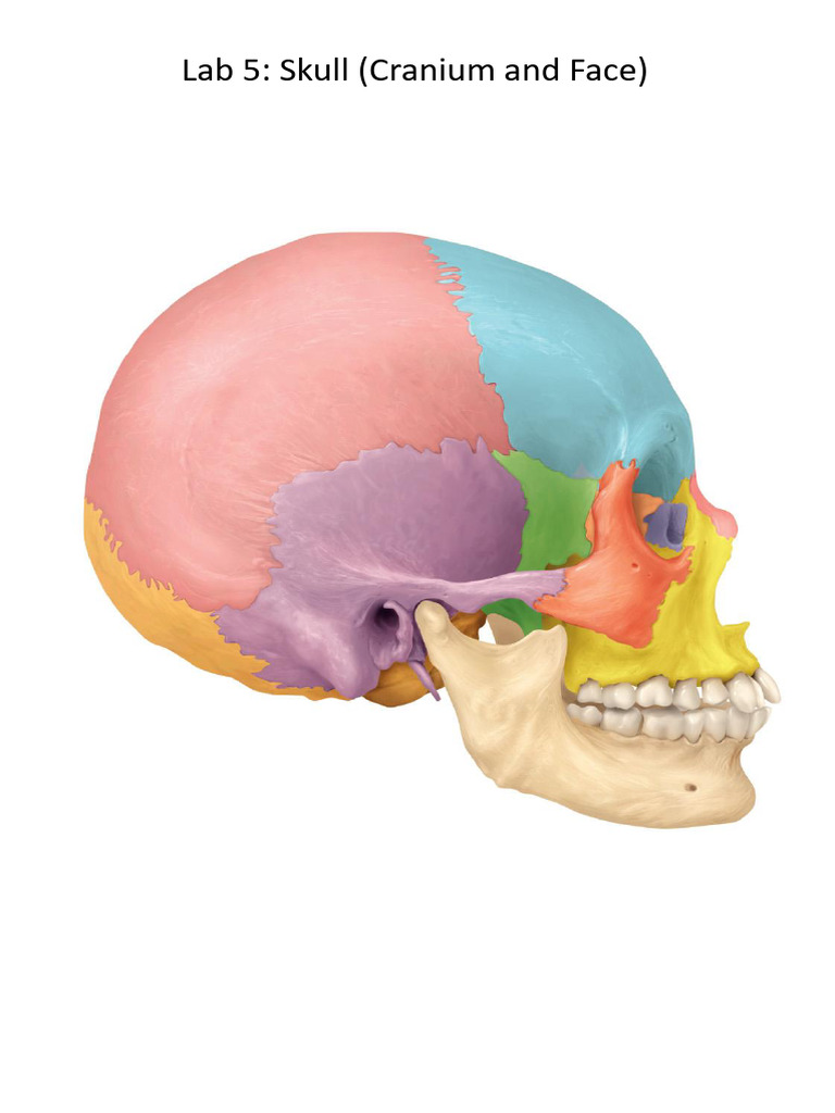 Lab 5 - Skull | PDF