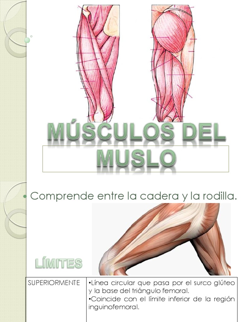 Anatomía del Muslo: Músculos y Funciones | PDF | Rodilla | Sistema ...