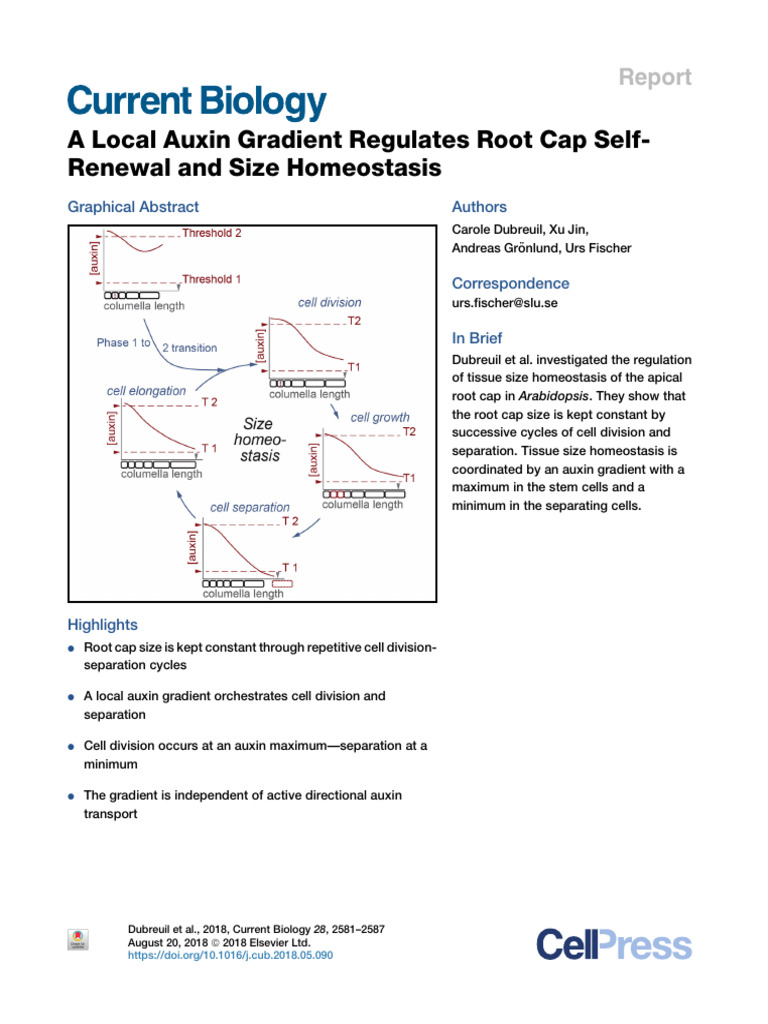 Auxin Gradient Controls Root Cap Growth | PDF | Root | Auxin