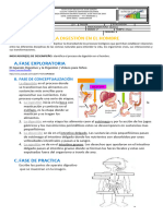 5 de 5 GUIA LA DIGESTION EN EL HOMBRE