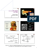 Pancreatite Aguda em Cães - 06 Slide