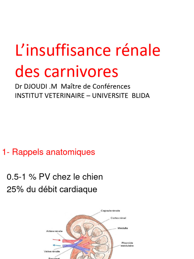 Insuffisance Rénale | PDF | Rein | Urologie