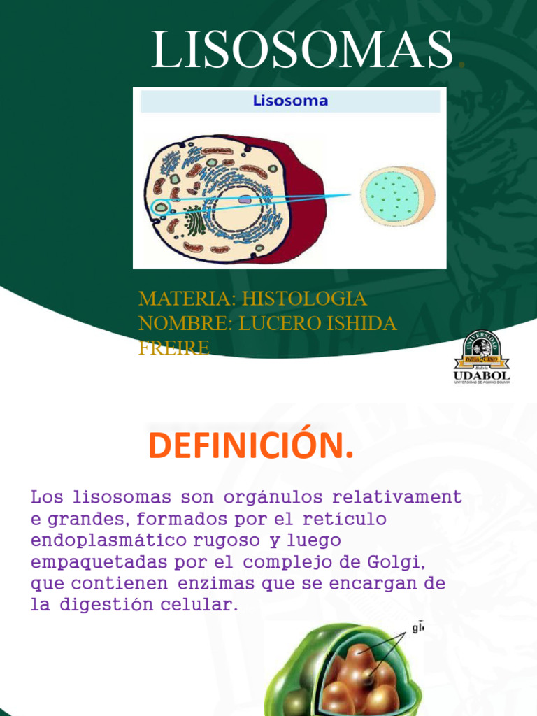 Lisosomas by Lucero Ishida Freire | PDF | Ciencia y matemáticas