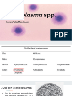 Mycoplasma SP
