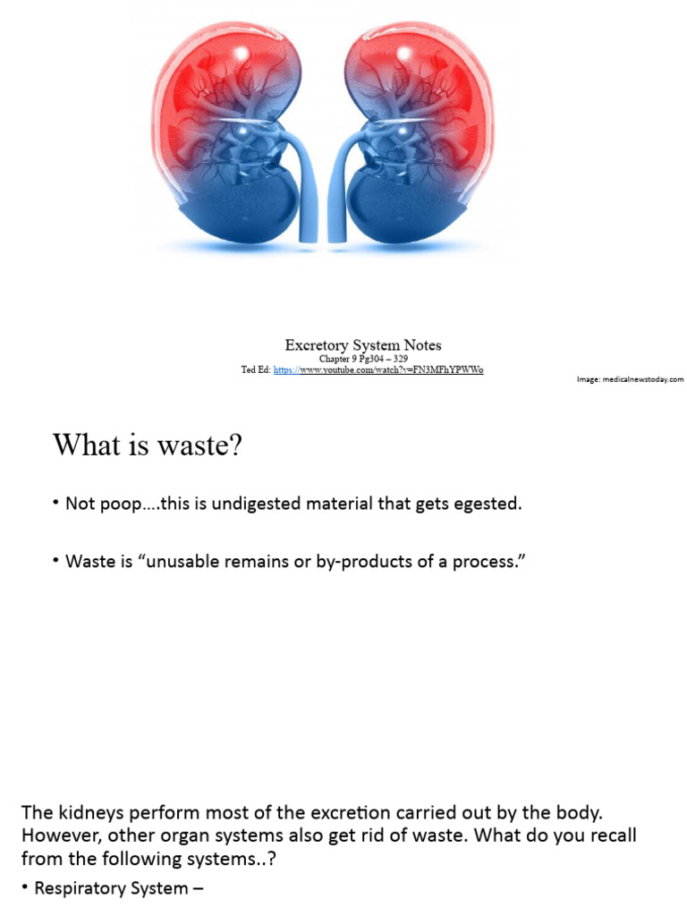 3 Excretion Notes Pdf Kidney Urinary System