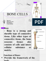 Anatomy Lesson Realistic Skeleton For Education