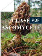 Clase Ascomycetes