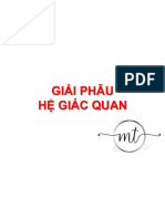 Giải Phẫu Thầy Nem