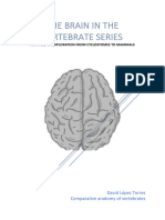 The Brain in The Vertebrates. David López Torres. Eramus +. Comparative Anatomy of Vertebrates