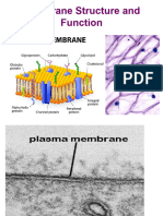 Cell Membrane