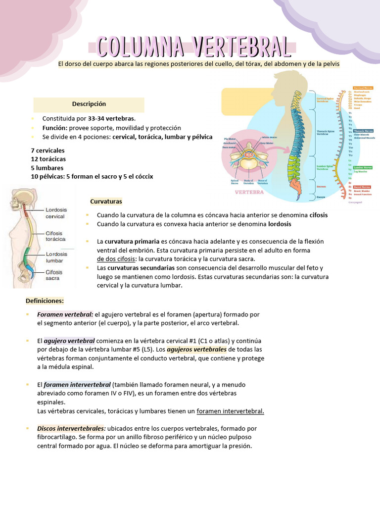Estructura y Función de la Columna Vertebral | PDF | La columna ...