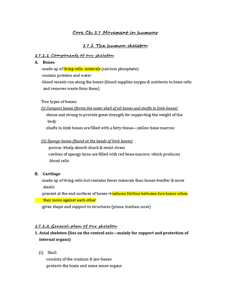 Core CH 17 Movement in Humans | PDF | Skeleton | Bone