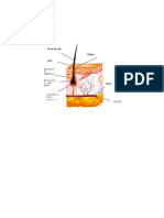 Teoria: Anatomia Părului